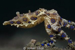 Blue-ringed octopus by Volker Lonz 